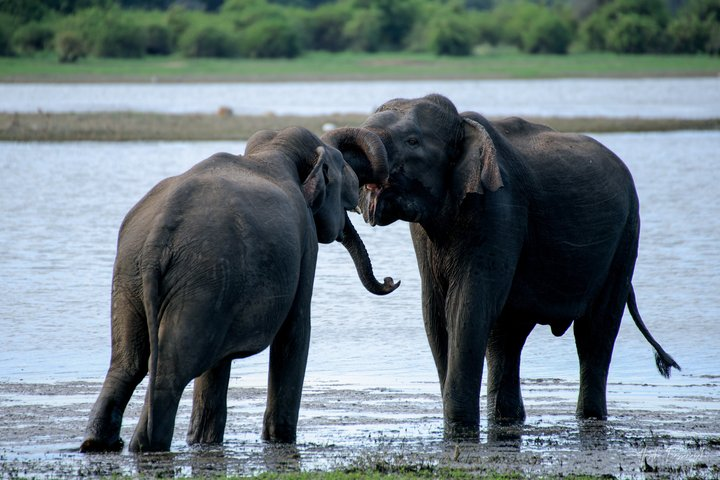 Minneriya National Park Half Day Private Safari With Expert Guide - Photo 1 of 25